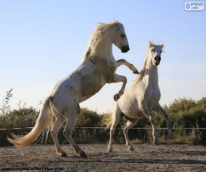Puzzle Δύο λευκά άλογα